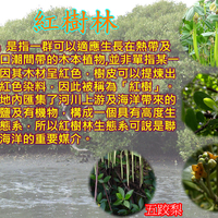 自然台灣紅樹林篇