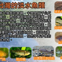 自然台灣淡水魚類大圖