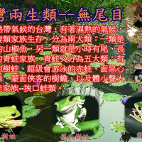 自然台灣蛙篇